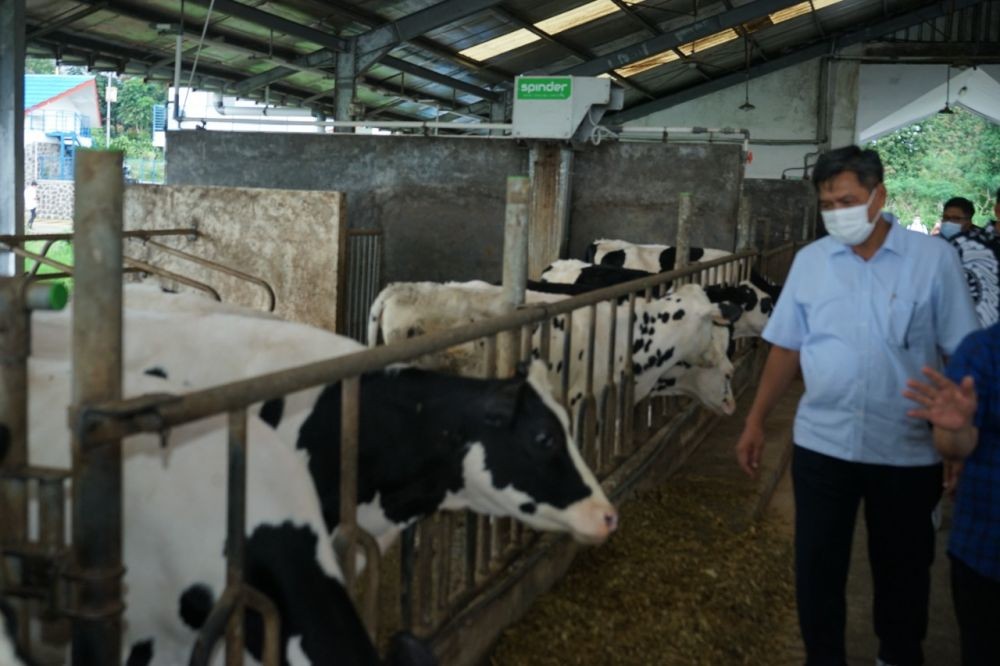 Tingkatkan Produksi Susu, Frisian Flag Gandeng 15 Koperasi Peternak Sapi Perah Lokal