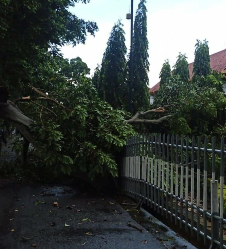 Hujan Disertai Angin Kencang di Yogyakarta Timpa Mobil hingga Warung 