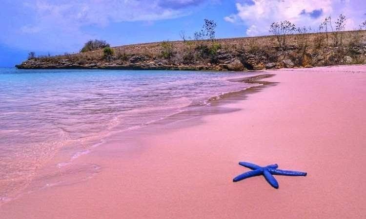 Pantai Pink, Wisata yang Wajib Dikunjungi saat di Lombok