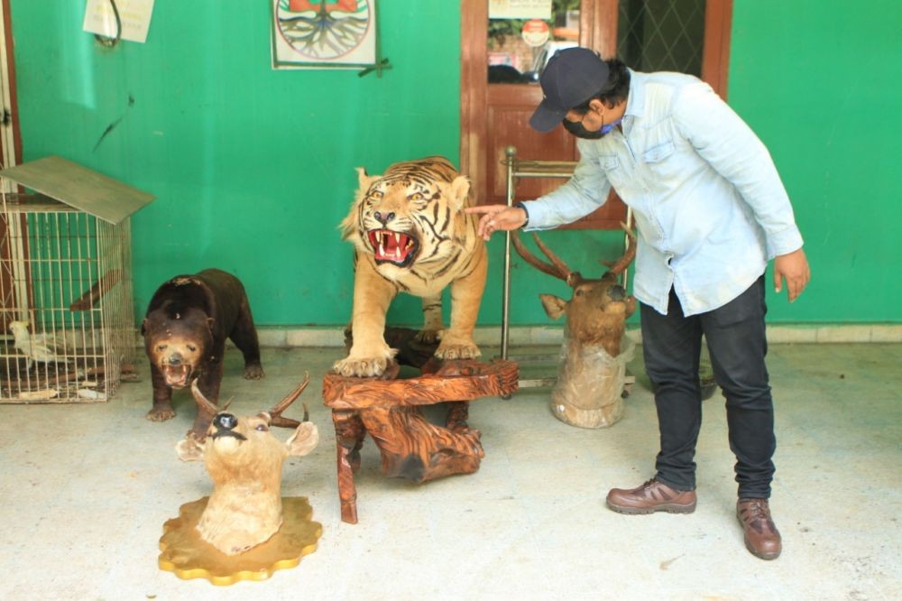 BKSDA Sumsel Sita Harimau, Beruang, dan Rusa yang Diawetkan