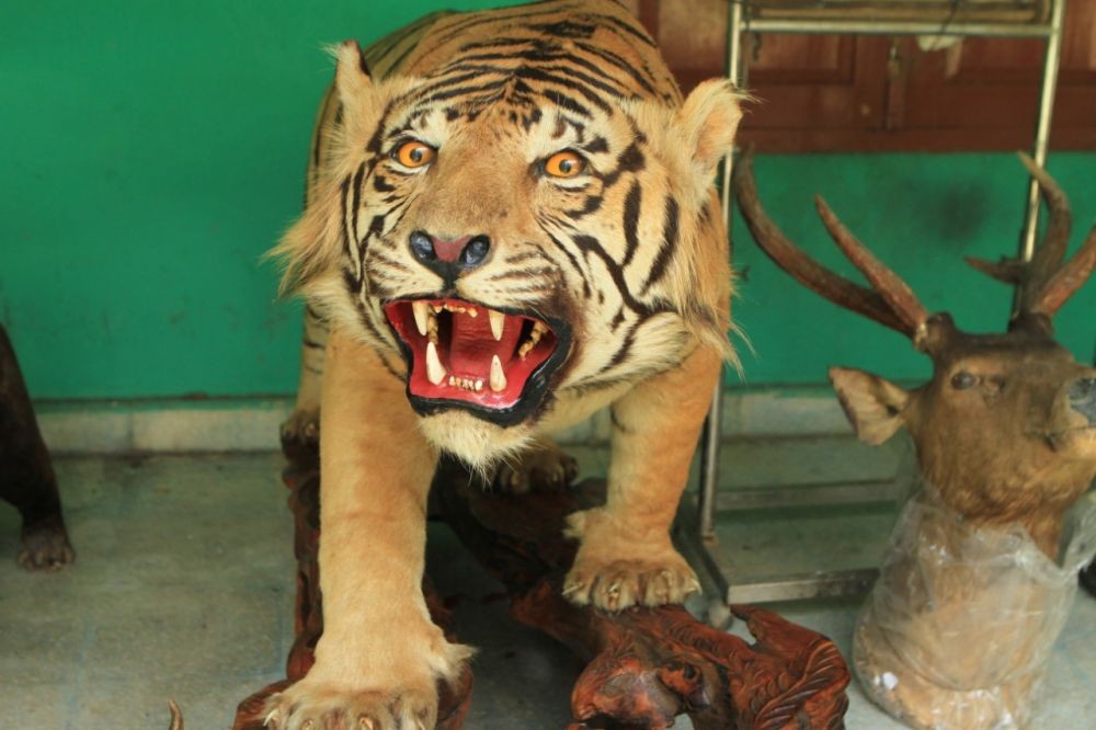 BKSDA Sumsel Sita Harimau, Beruang, dan Rusa yang Diawetkan