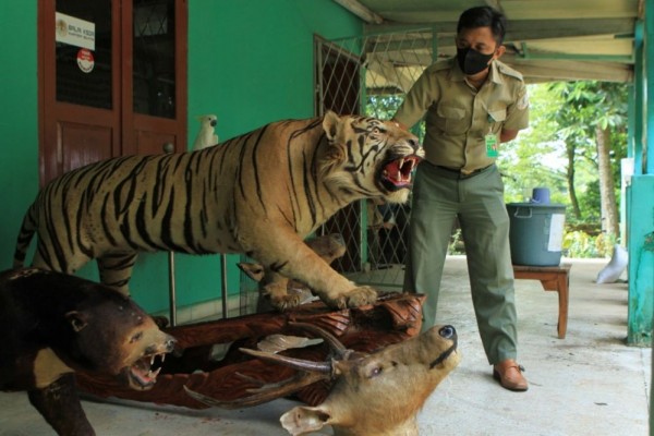BKSDA Sumsel Sita Harimau, Beruang, dan Rusa yang Diawetkan