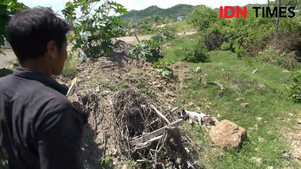 Kelompok Penyayang Hewan Ungkap Penyebab Kematian Anjing di Mandalika 