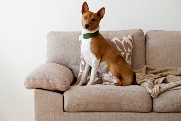 7 Ras Anjing yang Paling Cocok Tinggal di Apartemen