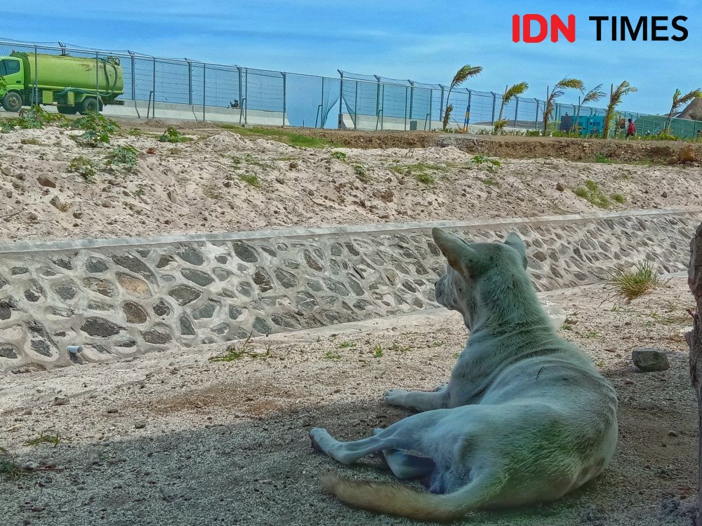 ADI Laporkan Pembantaian Anjing di Mandalika ke Polres Lombok Tengah