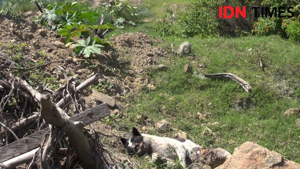 Penonton Cium Aroma Tak Sedap, Tujuh Anjing di Mandalika Mati Mendadak