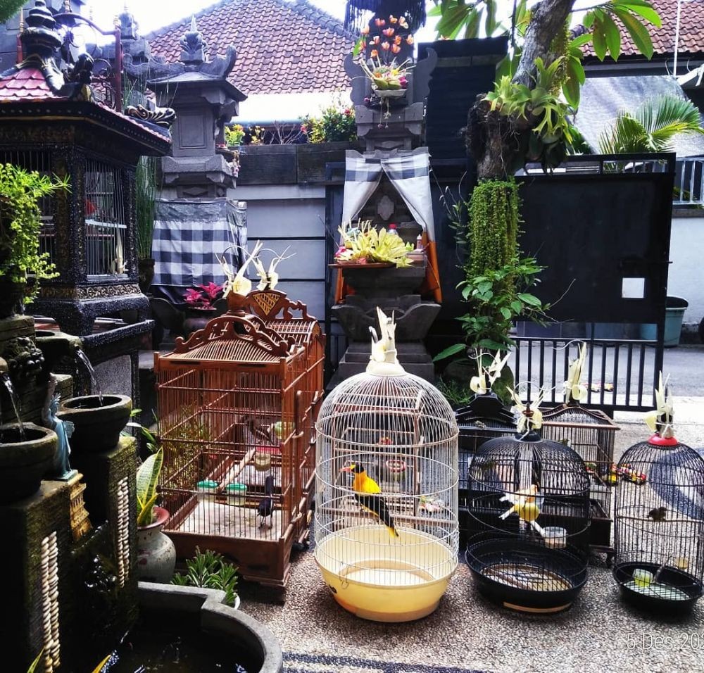 Makna Perayaan Tumpek Kandang, Selamatan Untuk Hewan di Bali