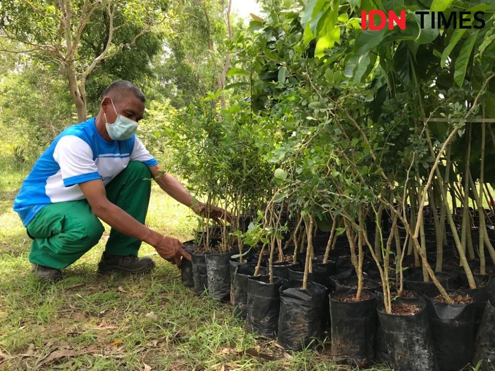 Koleksi Kardus Bekas Dapat 1.000 Pohon, Untuk Lahan Kritis di Rembang