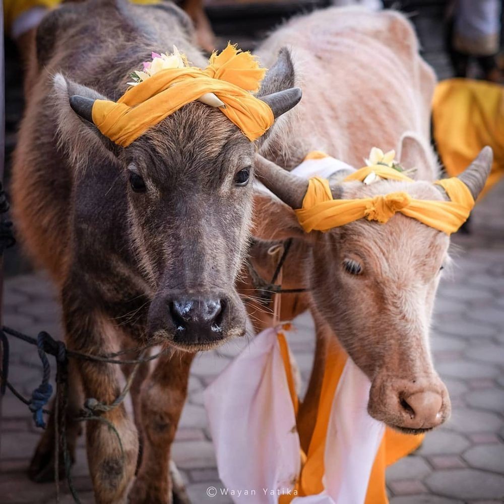Makna Perayaan Tumpek Kandang, Selamatan Untuk Hewan di Bali