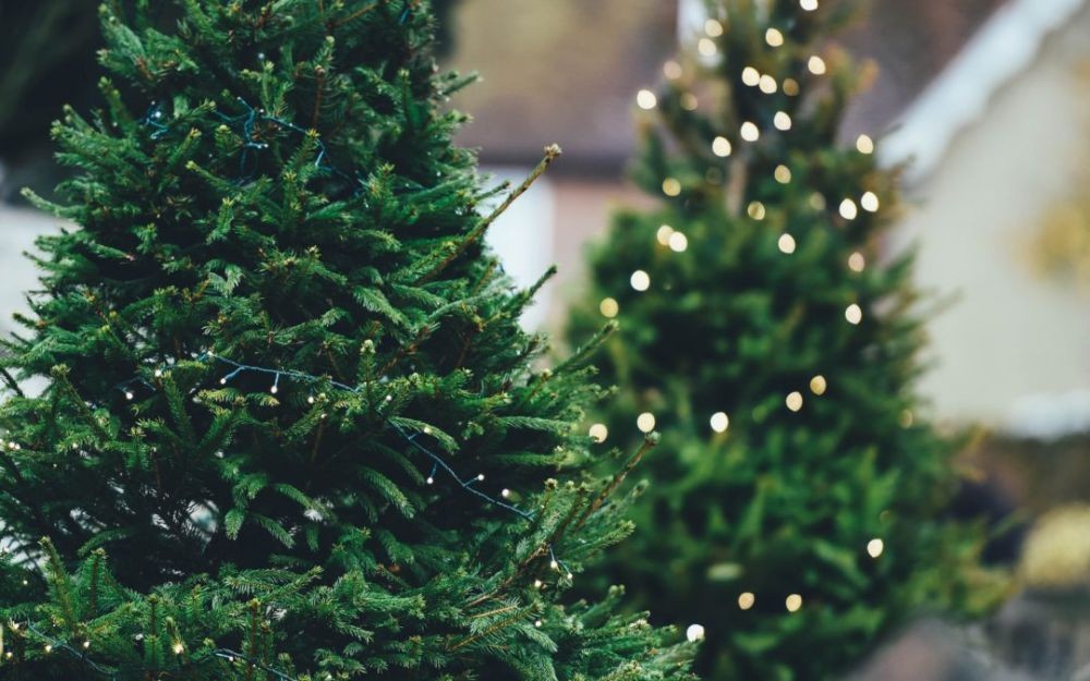 5 Sejarah Pohon Natal, Simbol Harapan dalam Musim Dingin