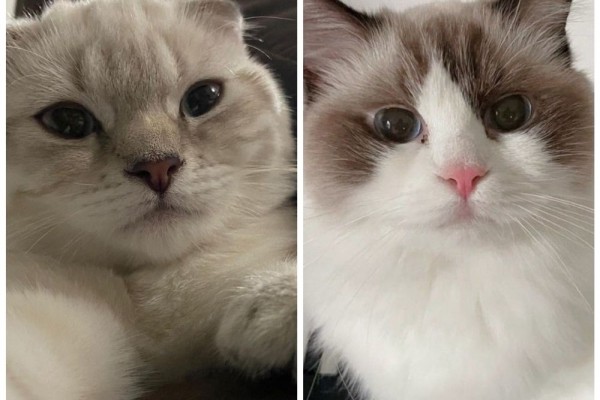 5 Mitos Tentang Kucing, Kamu Lebih Percaya Mana Nih?