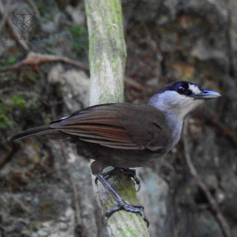 Burung Pelanduk Kalimantan Ditemukan Lagi setelah 172 Tahun