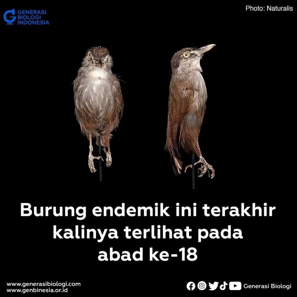 Burung Pelanduk Kalimantan Ditemukan Lagi setelah 172 Tahun