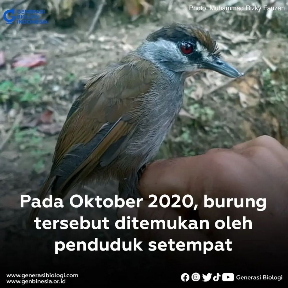 Burung Pelanduk Kalimantan Ditemukan Lagi setelah 172 Tahun