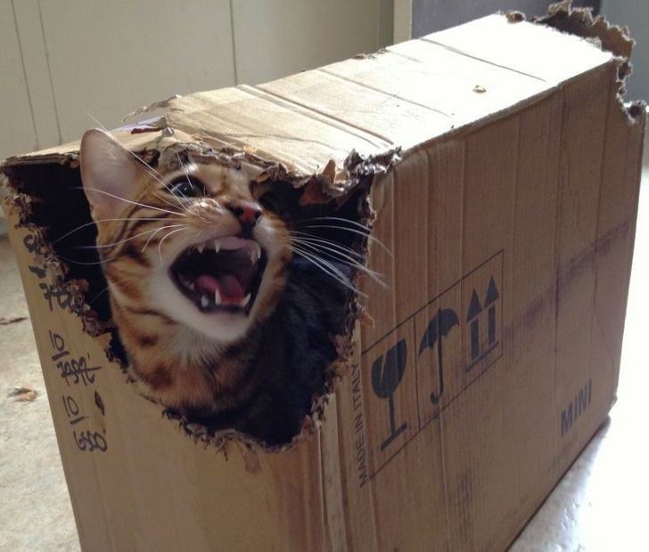 10 Foto Momen Barbar Kucing Piaraan yang Memancing Emosi