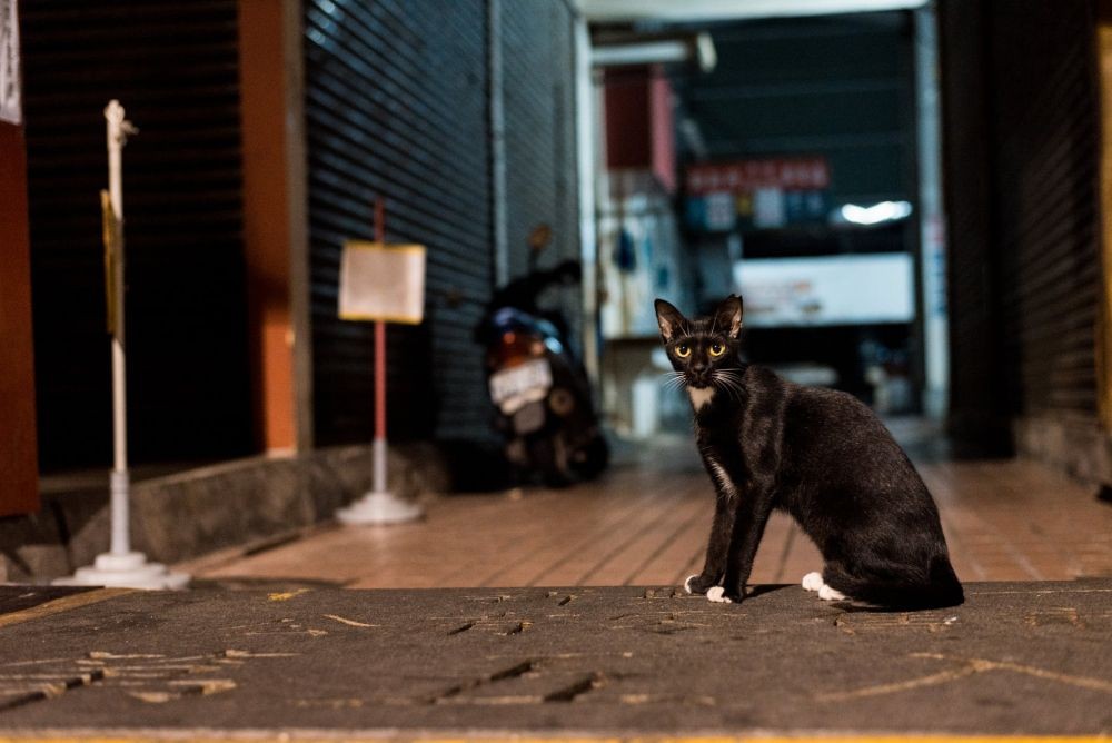 Ciri-ciri Kucing Pembawa Keberuntungan dan Sial Menurut Primbon Bali
