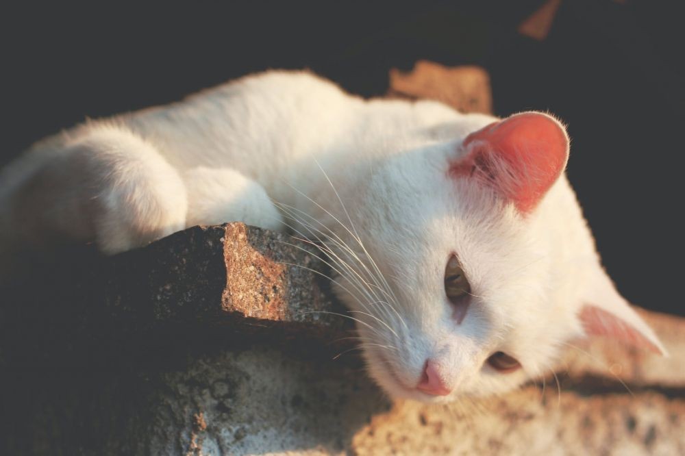 Ciri-ciri Kucing Pembawa Keberuntungan dan Sial Menurut Primbon Bali
