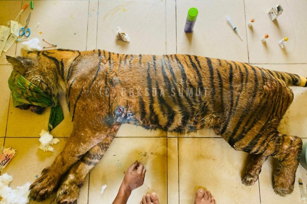 Terluka Hingga Berbelatung, Harimau ‘Dewi Siundol’ Diduga Terjerat