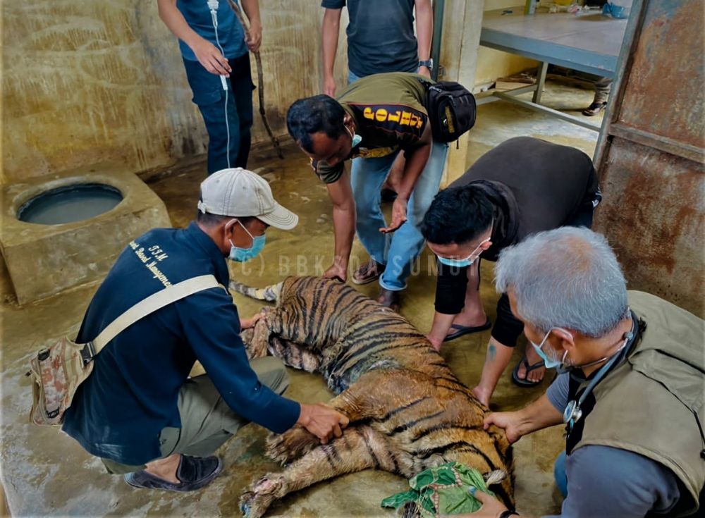 Terluka Hingga Berbelatung, Harimau ‘Dewi Siundol’ Diduga Terjerat