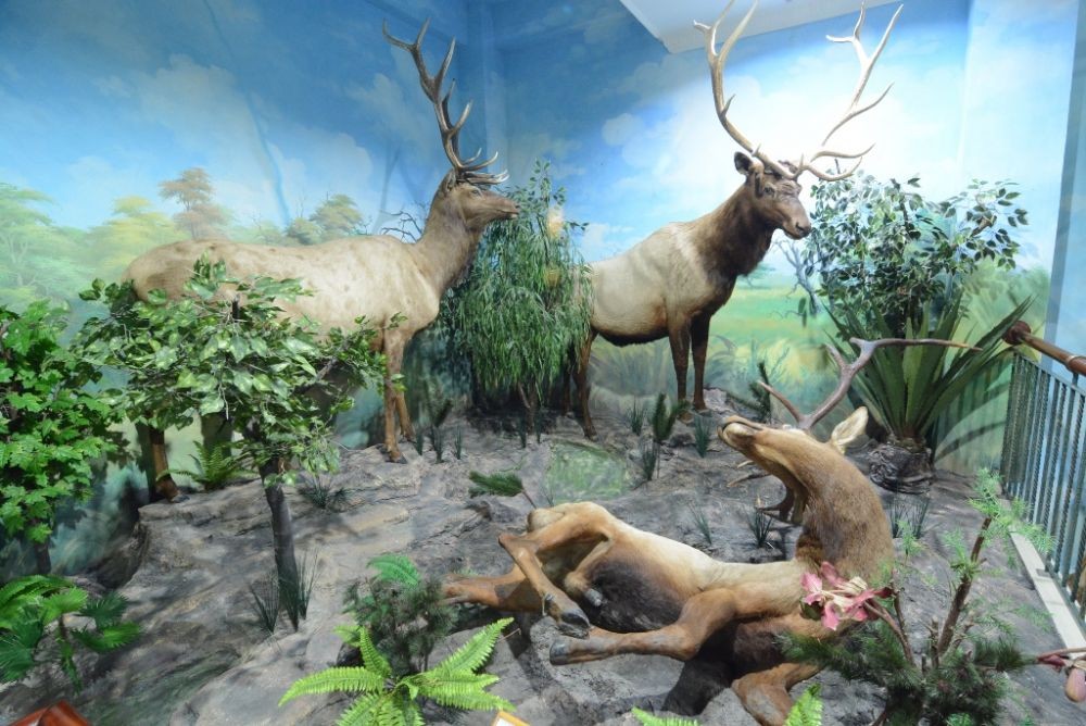 Wildlife museum