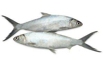 #GiziLokal: 5 Manfaat Ikan Bandeng untuk Kesehatan Tubuh