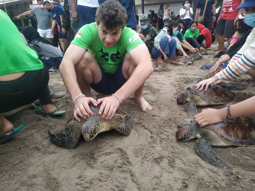 Apakah Pantai di Bali Ramah untuk Penyu Bertelur? Ini Faktanya