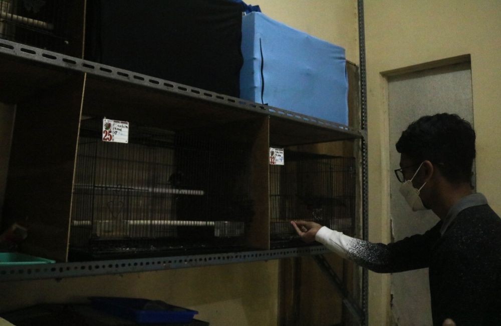 Ternak Burung Murai, Remaja di Kota Batu Hasilkan Jutaan Rupiah