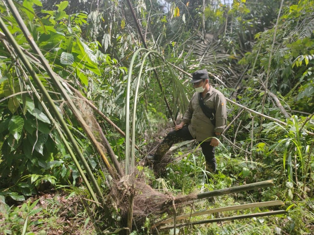 Kawanan Gajah Masuk Pemukiman Warga di Langkat