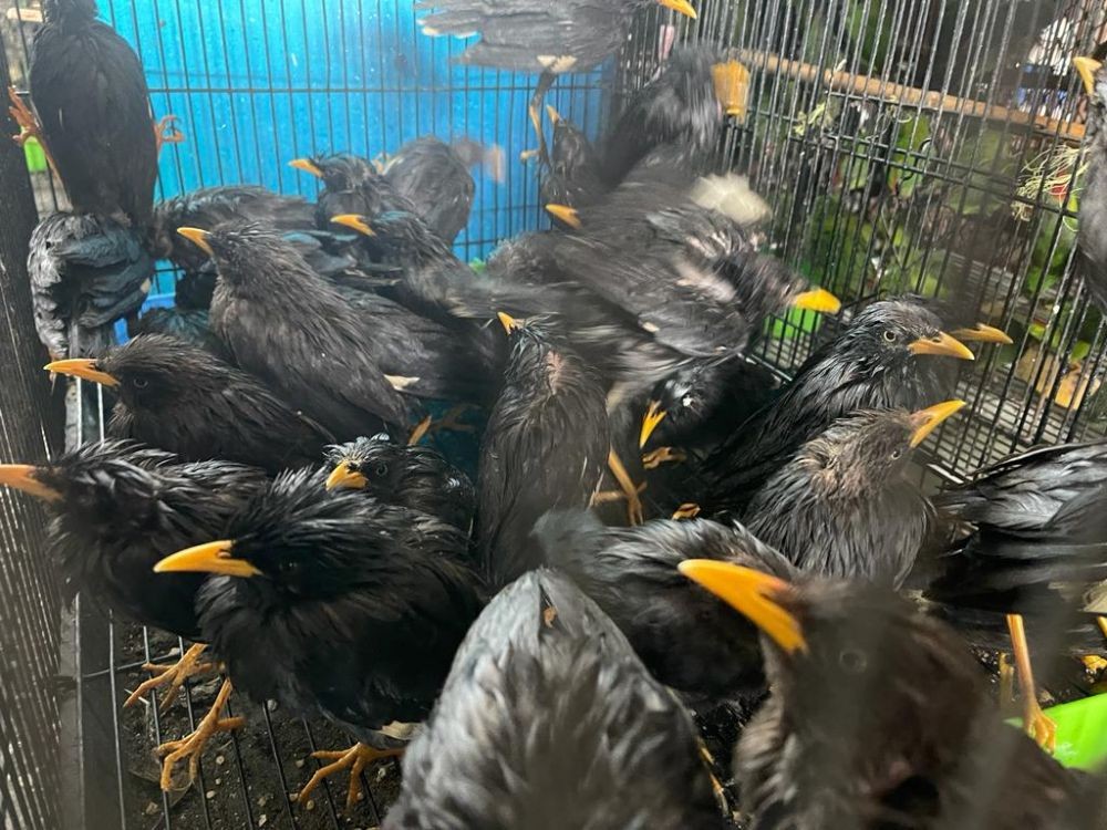 Penyelundupan Ribuan Burung Ilegal dari Kalteng Digagalkan