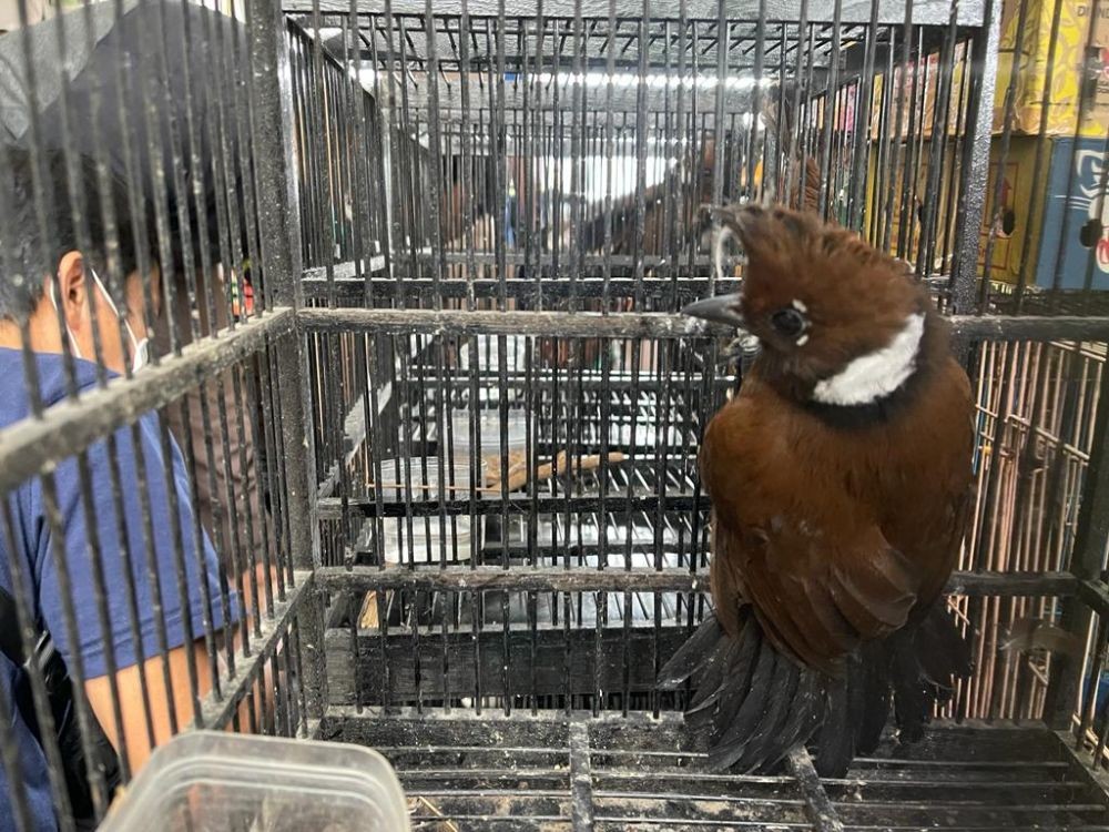 Penyelundupan Ribuan Burung Ilegal dari Kalteng Digagalkan