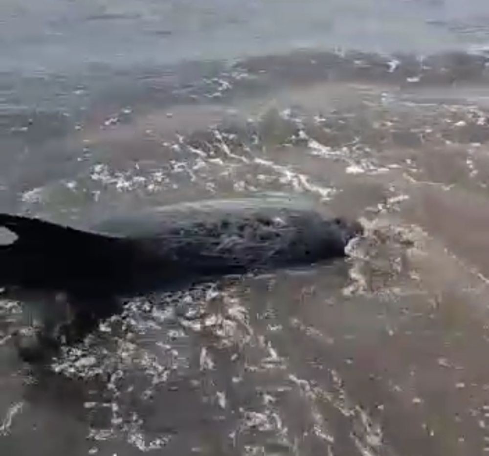 Empat Ekor Lumba-lumba Terdampar di Pantai Padanggalak Bali