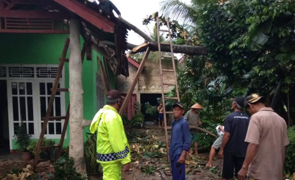 Imbas Puting Beliung, Pohon Bayur 15 Meter Tumbang Timpa Rumah Warga