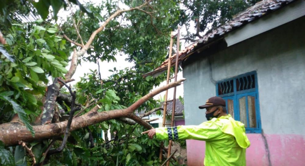 Imbas Puting Beliung, Pohon Bayur 15 Meter Tumbang Timpa Rumah Warga