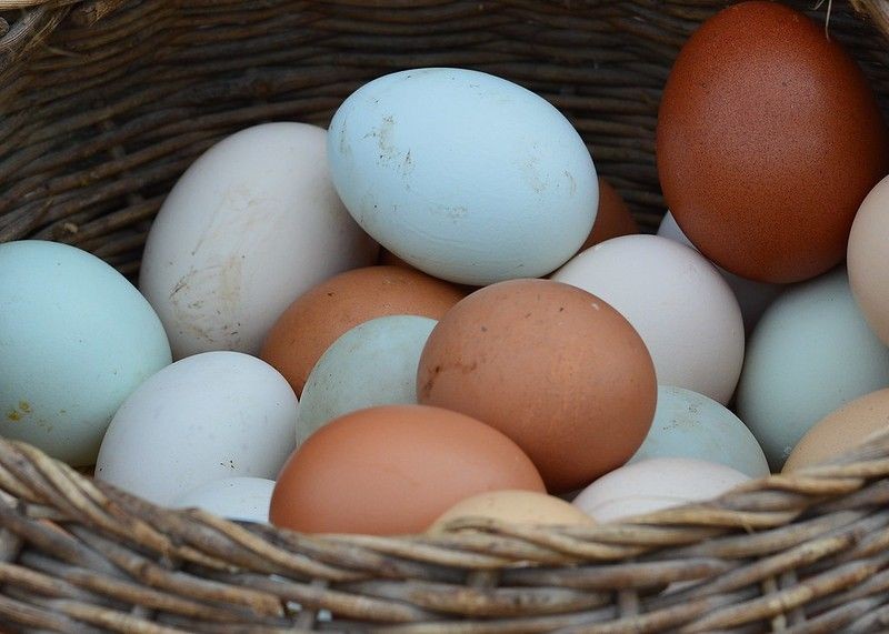 Telur Bebek vs Telur Ayam, Mana yang Lebih Sehat?