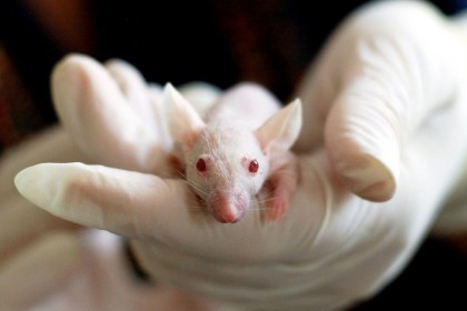 Kenapa Tikus Menjadi Hewan Percobaan Lab Paling Populer
