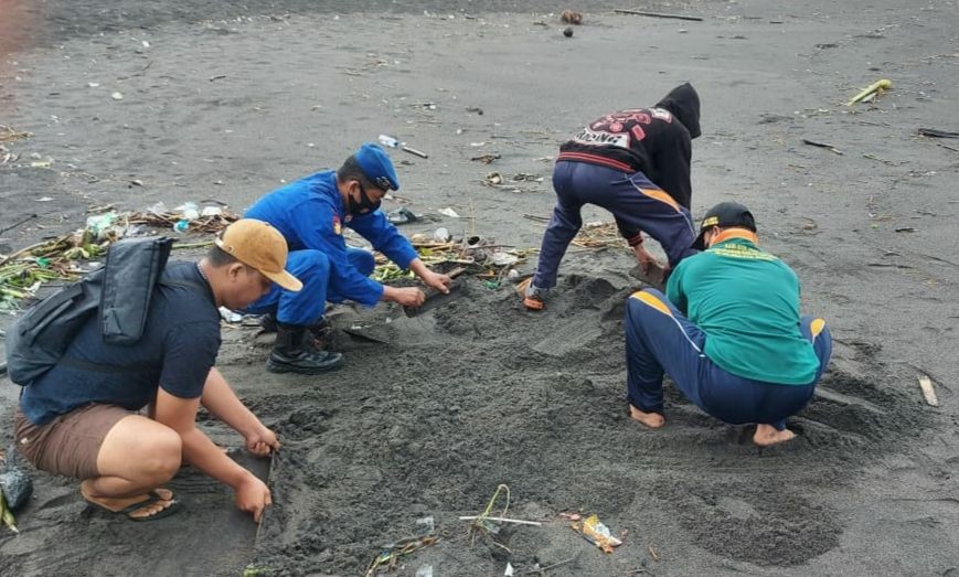 Mulut Penuh Sampah, Bangkai Penyu Ditemukan di Pantai Bantul