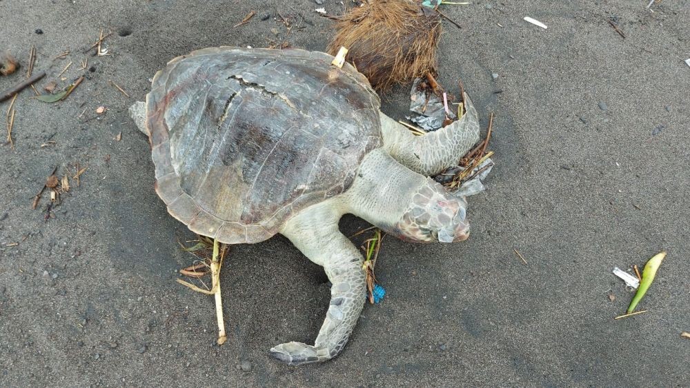 Mulut Penuh Sampah, Bangkai Penyu Ditemukan di Pantai Bantul