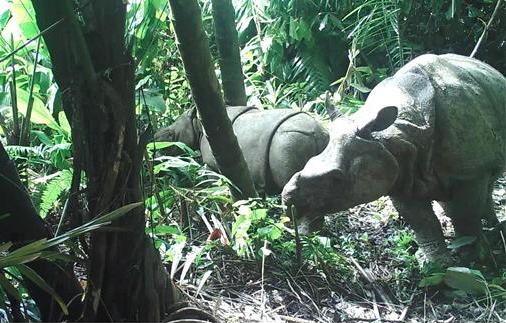 8 Hewan Dilindungi di Taman Nasional Ujung Kulon