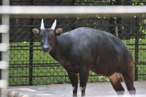 Anoa di KBS Mati, Ini Penjelasan Lengkap Manajemen KBS
