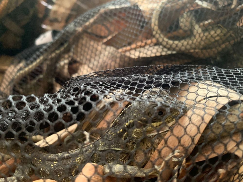 Karantina Pertanian Makassar Selamatkan 35 Ekor Reptil Endemik