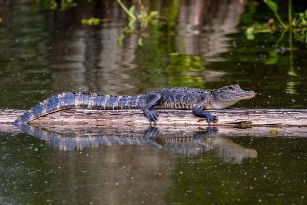 Hati-hati, Ini 8 Tanda Ada Buaya di Rawa!