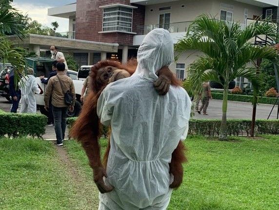 Berkas Perkara Orangutan Bupati Nonaktif Terbit Diterima Kejaksaan