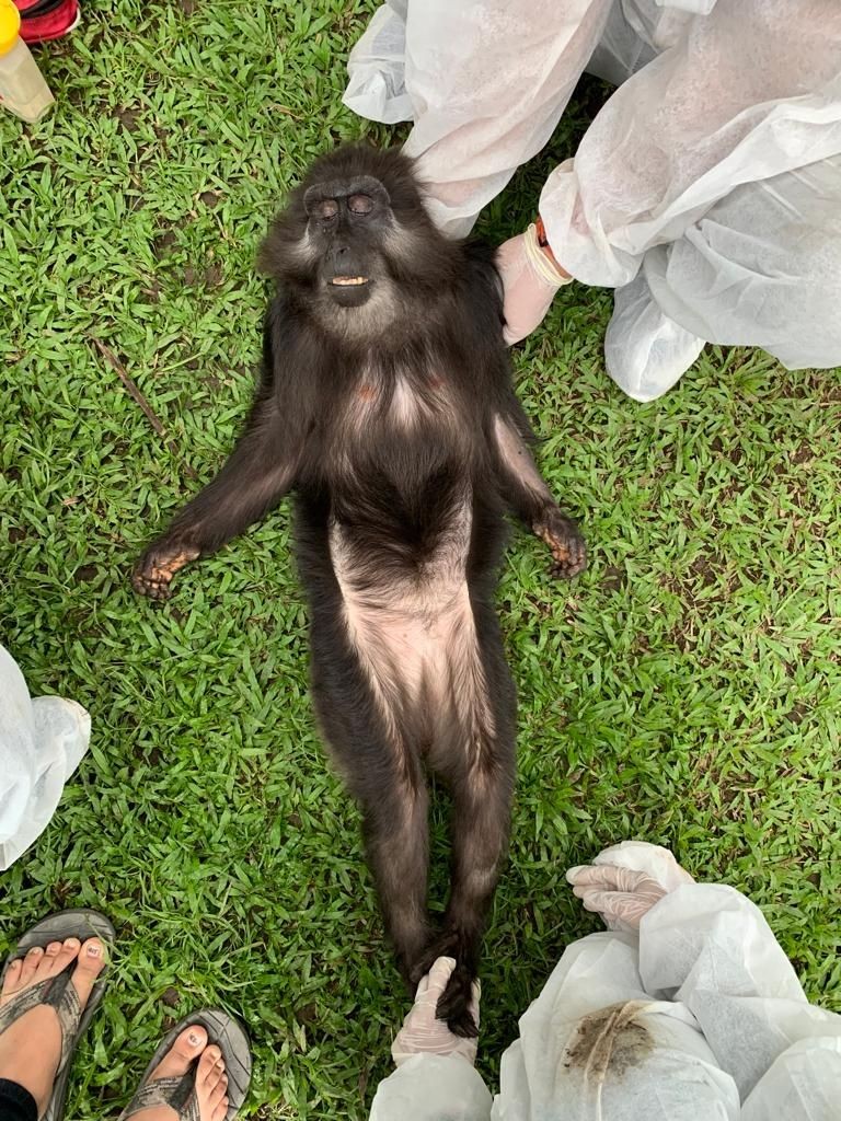 BBKSDA Tidak Tahu Ada Orangutan di Rumah Bupati Langkat Nonaktif