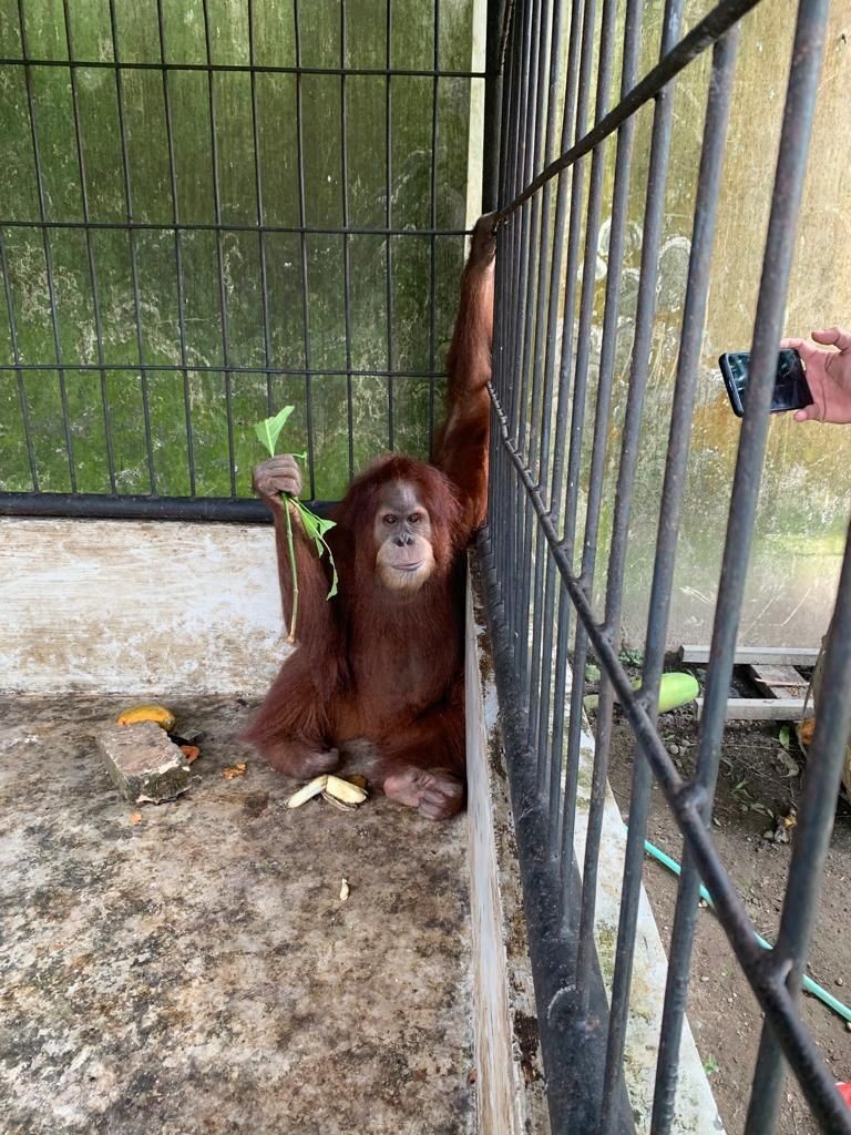 BBKSDA Tidak Tahu Ada Orangutan di Rumah Bupati Langkat Nonaktif