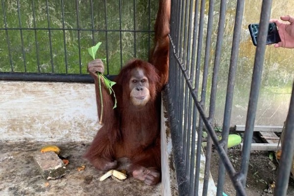Penindakan Satwa di Rumah Bupati, Gakkum Koordinasi dengan Pusat