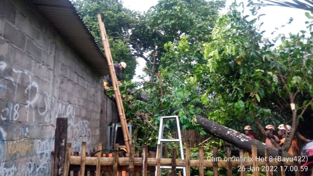 Puluhan Pohon di Sleman Tumbang dan Atap Rumah Beterbangan