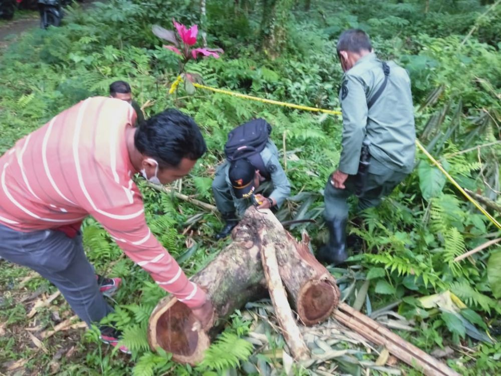 Penebang Kayu Sonokeling di Hutan Panji Buleleng Terancam 5 Tahun Bui