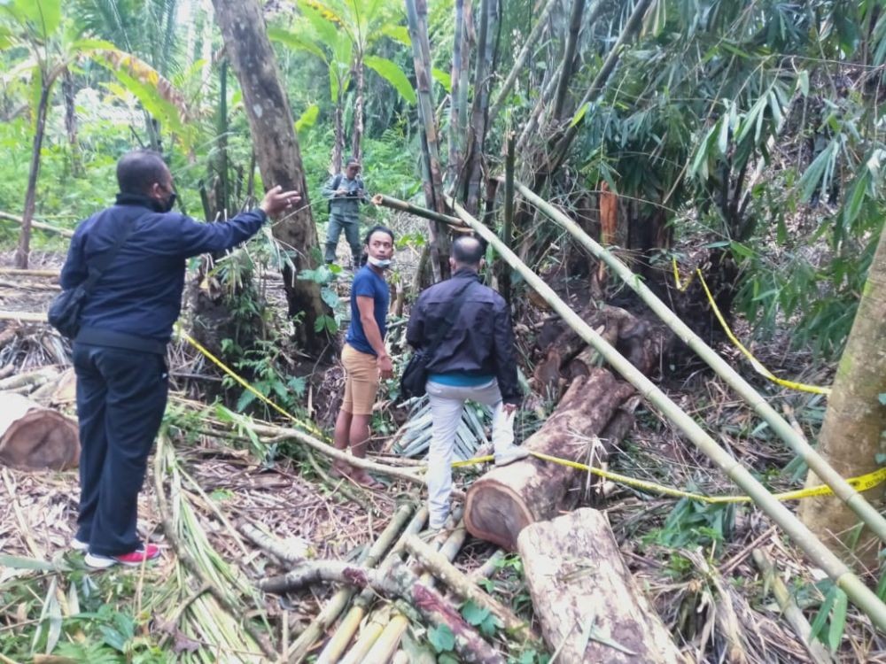 Penebang Kayu Sonokeling di Hutan Panji Buleleng Terancam 5 Tahun Bui