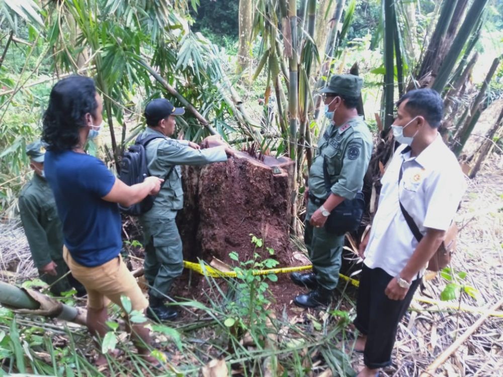 Penebang Kayu Sonokeling di Hutan Panji Buleleng Terancam 5 Tahun Bui