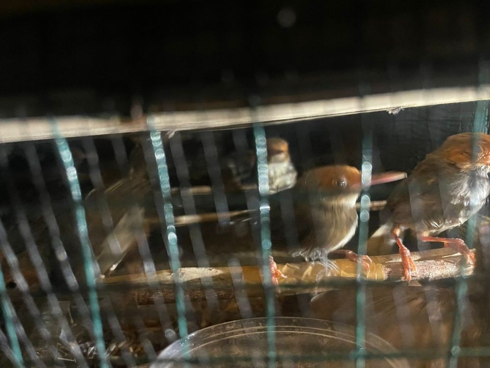 KSKP Bakauheni Gagalkan Penyelundupan 1.278 Burung Liar Berbagai Jenis
